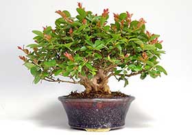 サルスベリQ-1（さるすべり・百日紅）花もの盆栽の成長記録-1・Lagerstroemia indica bonsai