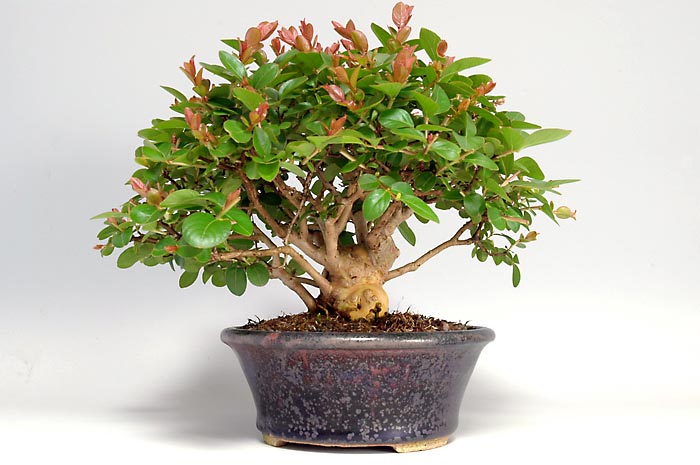 サルスベリQ-1（さるすべり・百日紅）花もの盆栽を右側から見た景色・Lagerstroemia indica bonsai