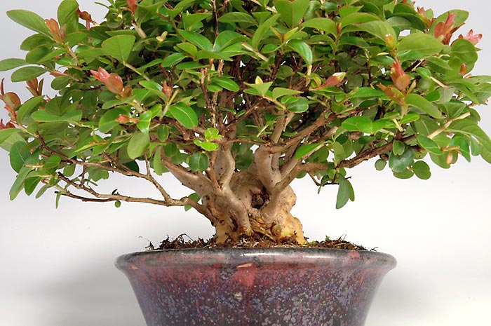 サルスベリQ-1（さるすべり・百日紅）花もの盆栽を別側から見た景色・Lagerstroemia indica bonsai