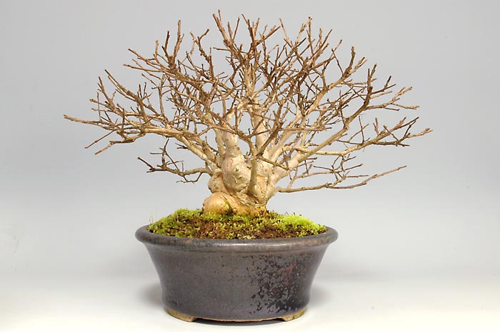 サルスベリQ（さるすべり・百日紅）花もの盆栽を裏側から見た景色・Lagerstroemia indica bonsai