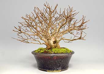 サルスベリ-Q（さるすべり・百日紅）盆栽の樹作りの参考樹形・Lagerstroemia indica Best bonsai