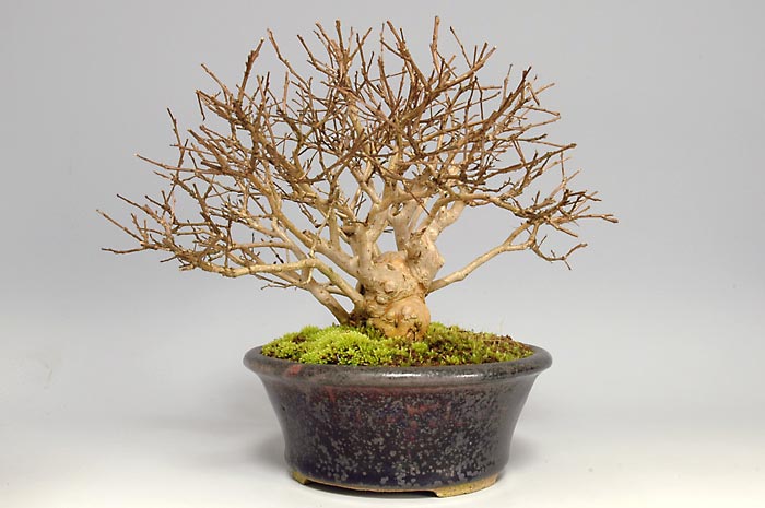 サルスベリQ（さるすべり・百日紅）花もの盆栽を右側から見た景色・Lagerstroemia indica bonsai