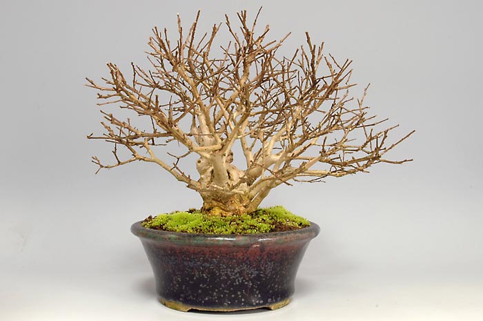 サルスベリQ（さるすべり・百日紅）花もの盆栽を左側から見た景色・Lagerstroemia indica bonsai