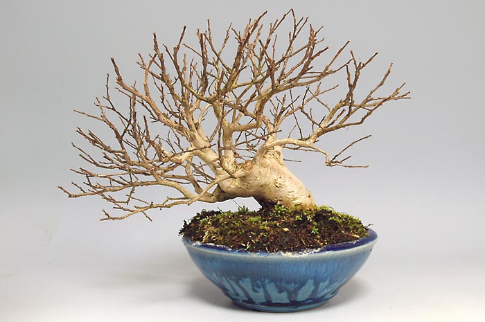 サルスベリS-1（さるすべり・百日紅）花もの盆栽の販売と育て方・作り方・Lagerstroemia indica bonsai photo