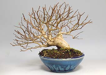 サルスベリS-1（さるすべり・百日紅）花もの盆栽の成長記録-1・Lagerstroemia indica bonsai