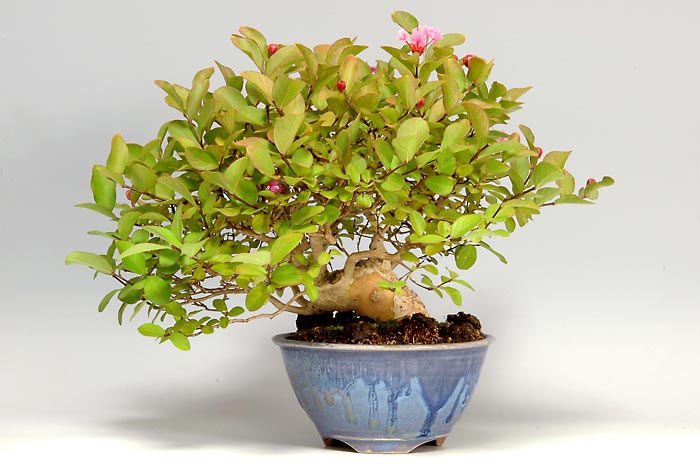 サルスベリS-2（さるすべり・百日紅）花もの盆栽の販売と育て方・作り方・Lagerstroemia indica bonsai photo