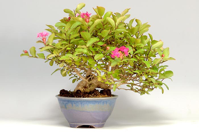 サルスベリS-2（さるすべり・百日紅）花もの盆栽を裏側から見た景色・Lagerstroemia indica bonsai photo