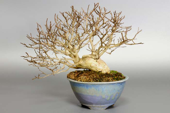 サルスベリS-3（さるすべり・百日紅）花もの盆栽の販売と育て方・作り方・Lagerstroemia indica bonsai photo