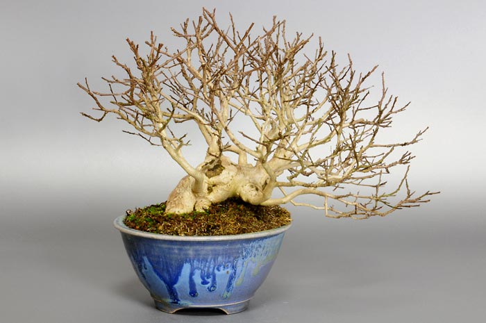 サルスベリS-3（さるすべり・百日紅）花もの盆栽を裏側から見た景色・Lagerstroemia indica bonsai photo