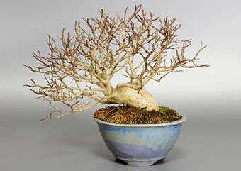 サルスベリS-3（さるすべり・百日紅）花もの盆栽の成長記録-3・Lagerstroemia indica bonsai