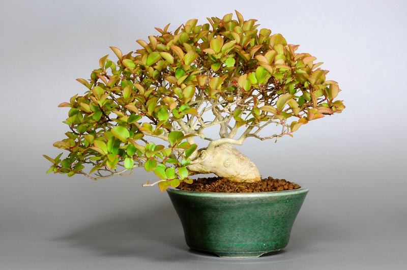 サルスベリS（さるすべり・百日紅）花もの盆栽の販売と育て方・作り方・Lagerstroemia indica bonsai photo