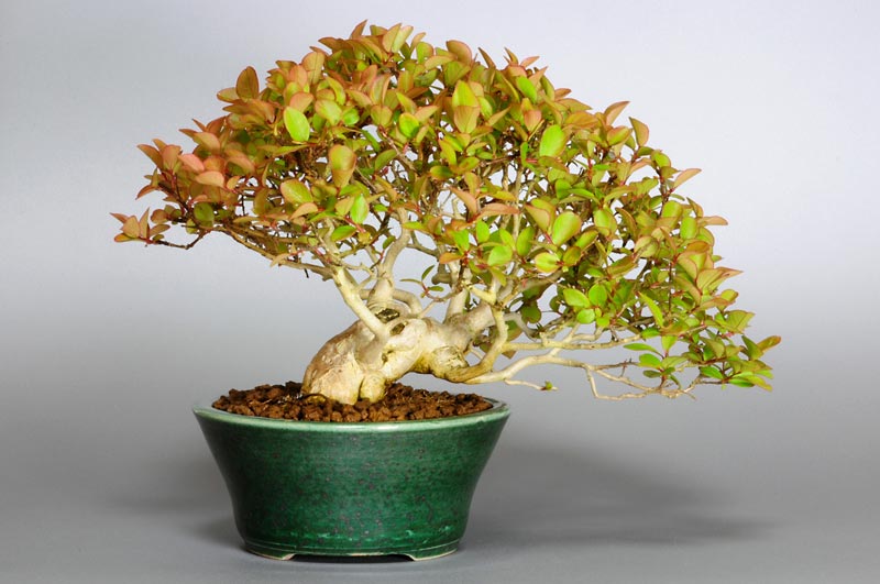 サルスベリS（さるすべり・百日紅）花もの盆栽を裏側から見た景色・Lagerstroemia indica bonsai photo