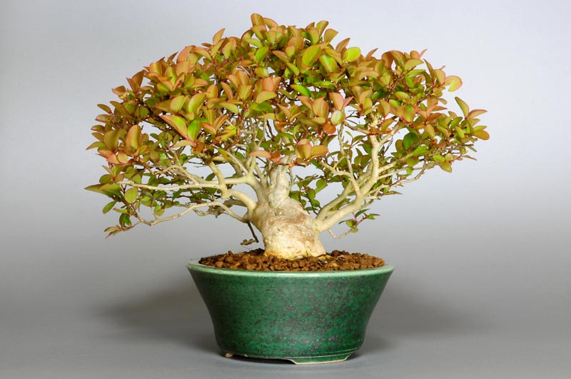 サルスベリS（さるすべり・百日紅）花もの盆栽を右側から見た景色・Lagerstroemia indica bonsai photo