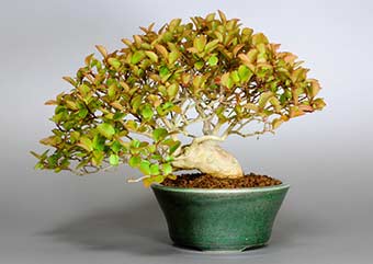 サルスベリ-S（さるすべり・百日紅）盆栽の樹作りの参考樹形・Lagerstroemia indica Best bonsai