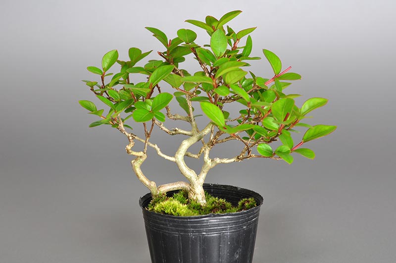 サルスベリ-T2（さるすべり・百日紅）花もの盆栽の販売と育て方・作り方・Lagerstroemia indica bonsai