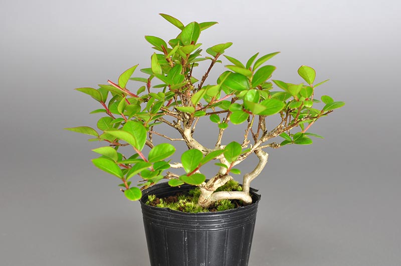 サルスベリ-T2（さるすべり・百日紅）花もの盆栽を裏側から見た景色・Lagerstroemia indica bonsai
