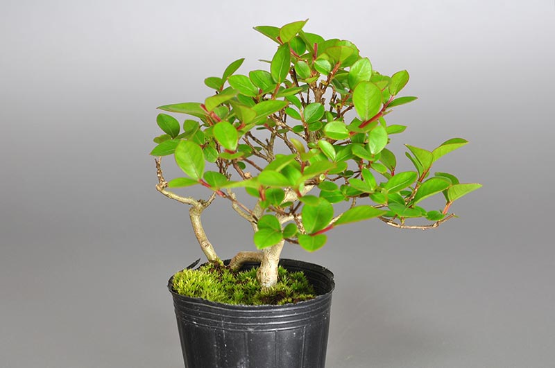サルスベリ-T2（さるすべり・百日紅）花もの盆栽を右側から見た景色・Lagerstroemia indica bonsai