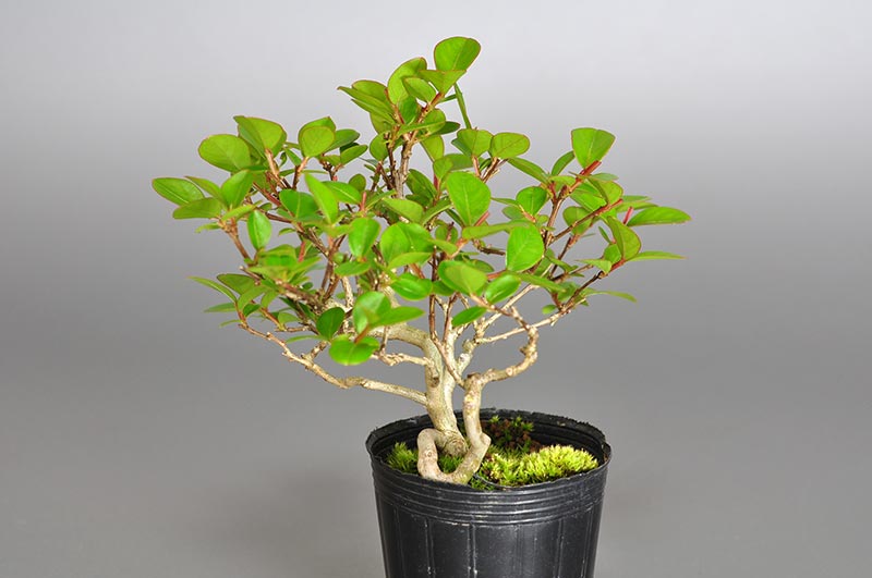 サルスベリ-T2（さるすべり・百日紅）花もの盆栽を左側から見た景色・Lagerstroemia indica bonsai