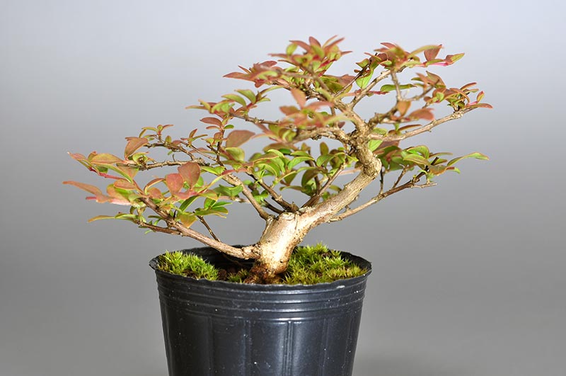 サルスベリ-U2（さるすべり・百日紅）花もの盆栽の販売と育て方・作り方・Lagerstroemia indica bonsai