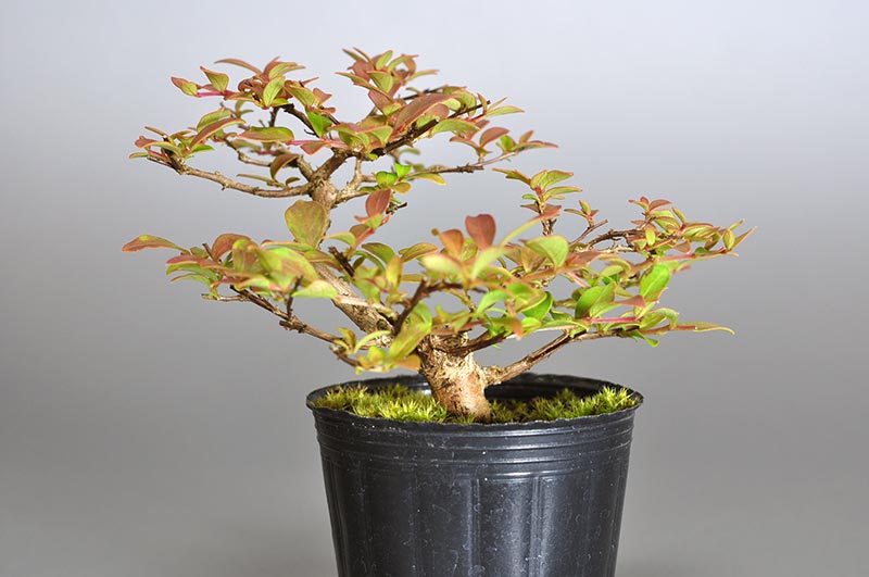 サルスベリ-U2（さるすべり・百日紅）花もの盆栽を裏側から見た景色・Lagerstroemia indica bonsai