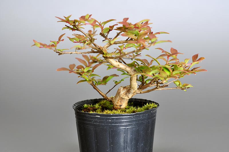 サルスベリ-U2（さるすべり・百日紅）花もの盆栽を右側から見た景色・Lagerstroemia indica bonsai