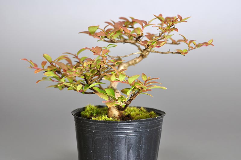 サルスベリ-U2（さるすべり・百日紅）花もの盆栽を左側から見た景色・Lagerstroemia indica bonsai