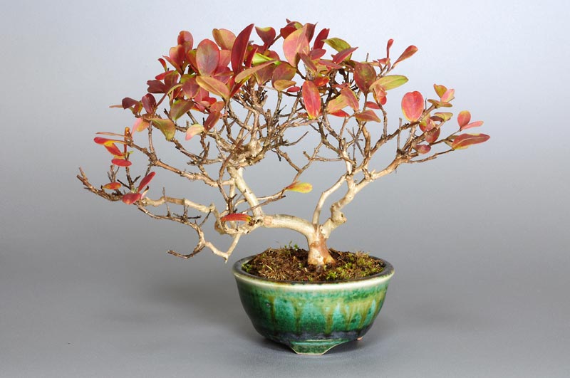 サルスベリ-V1-1（さるすべり・百日紅）花もの盆栽の販売と育て方・作り方・Lagerstroemia indica bonsai