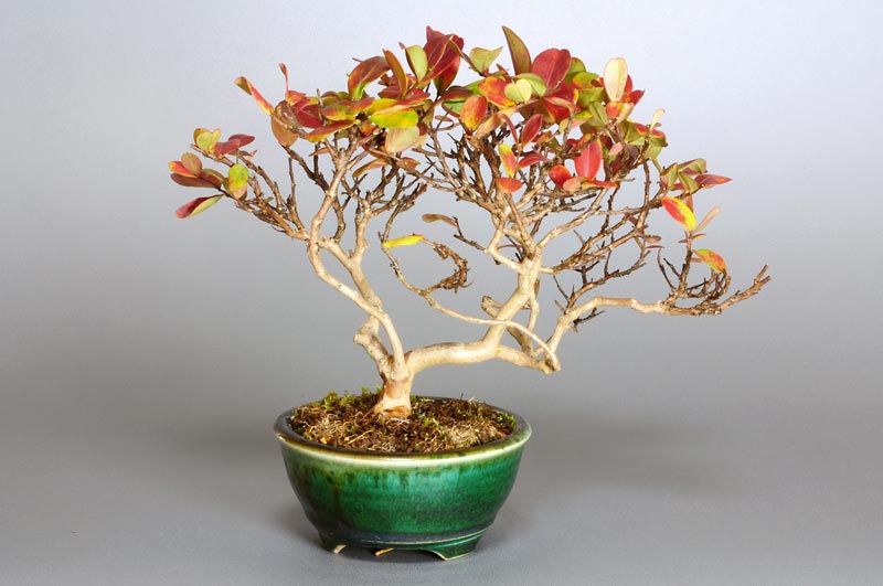 サルスベリ-V1-1（さるすべり・百日紅）花もの盆栽を裏側から見た景色・Lagerstroemia indica bonsai