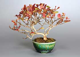 サルスベリ-V1-1（さるすべり・百日紅）花もの盆栽の成長記録-1・Lagerstroemia indica bonsai