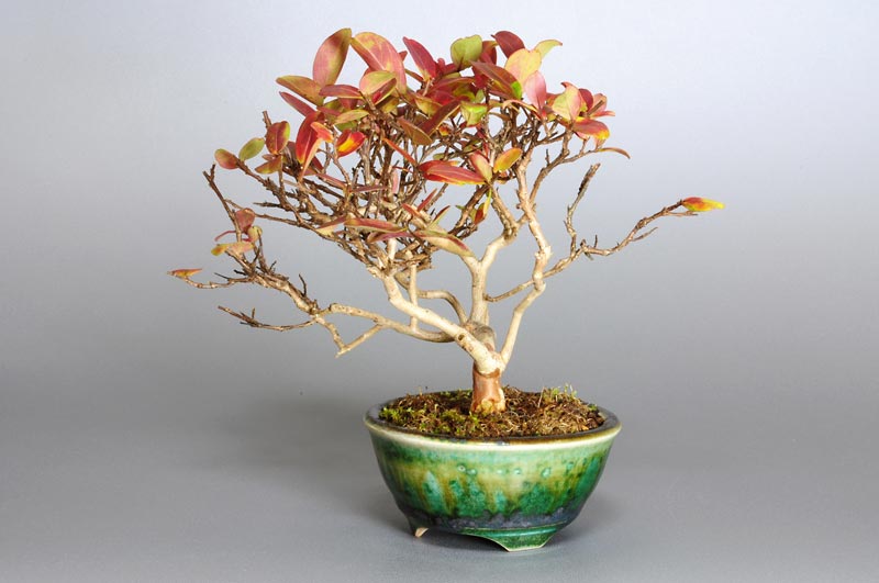 サルスベリ-V1-1（さるすべり・百日紅）花もの盆栽を右側から見た景色・Lagerstroemia indica bonsai