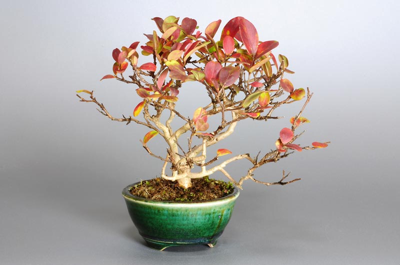 サルスベリ-V1-1（さるすべり・百日紅）花もの盆栽を左側から見た景色・Lagerstroemia indica bonsai