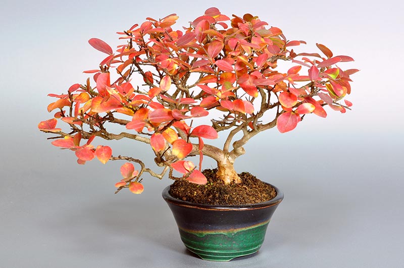 サルスベリ-V1-2（さるすべり・百日紅）花もの盆栽の販売と育て方・作り方・Lagerstroemia indica bonsai