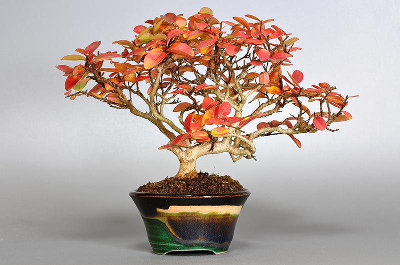 サルスベリ-V1-2（さるすべり・百日紅）花もの盆栽を裏側から見た景色・Lagerstroemia indica bonsai