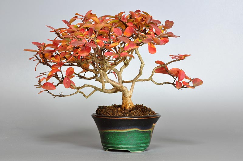 サルスベリ-V1-2（さるすべり・百日紅）花もの盆栽を右側から見た景色・Lagerstroemia indica bonsai
