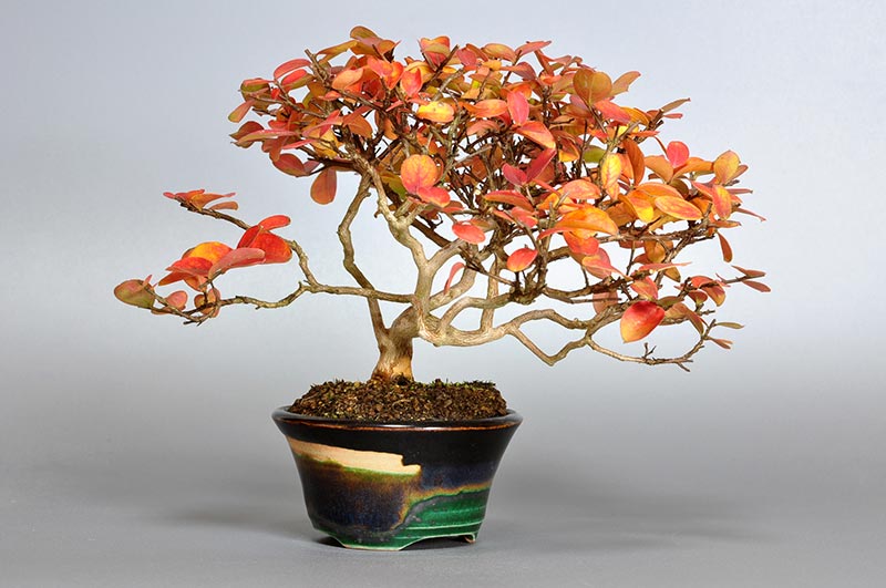 サルスベリ-V1-2（さるすべり・百日紅）花もの盆栽を左側から見た景色・Lagerstroemia indica bonsai