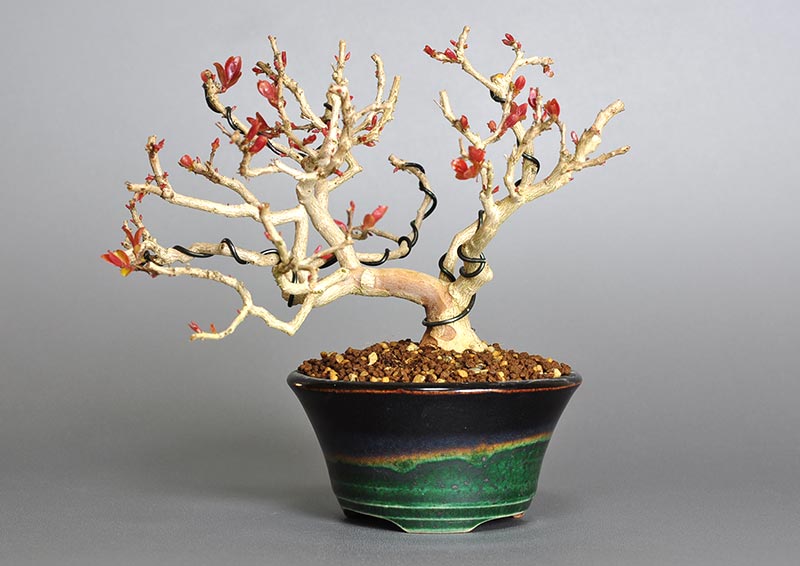 サルスベリ-V1（さるすべり・百日紅）花もの盆栽の販売と育て方・作り方・Lagerstroemia indica bonsai