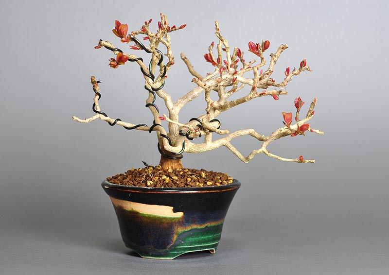 サルスベリ-V1（さるすべり・百日紅）花もの盆栽を左側から見た景色・Lagerstroemia indica bonsai