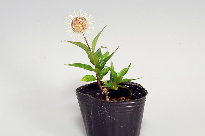 サワワタリ-A（さわわたり・沢渡り）花もの盆栽の販売と育て方・作り方・Adina pilulifera bonsai