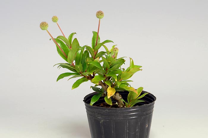 サワワタリB（さわわたり・沢渡り）花もの盆栽の販売と育て方・作り方・Adina pilulifera bonsai
