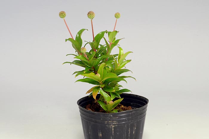 サワワタリB（さわわたり・沢渡り）花もの盆栽を右側から見た景色・Adina pilulifera bonsai