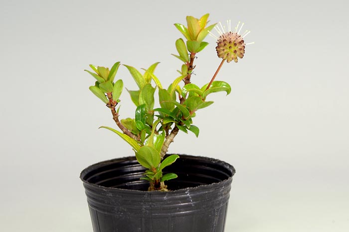 サワワタリC（さわわたり・沢渡り）花もの盆栽の販売と育て方・作り方・Adina pilulifera bonsai photo