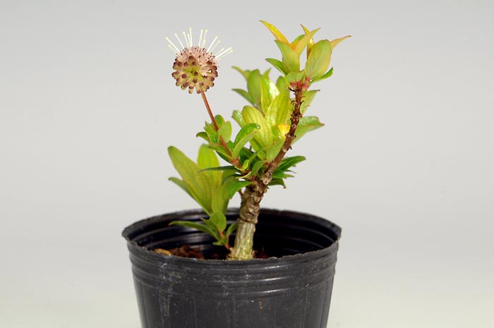 サワワタリC-2（さわわたり・沢渡り）花もの盆栽を裏側から見た景色・Adina pilulifera bonsai photo