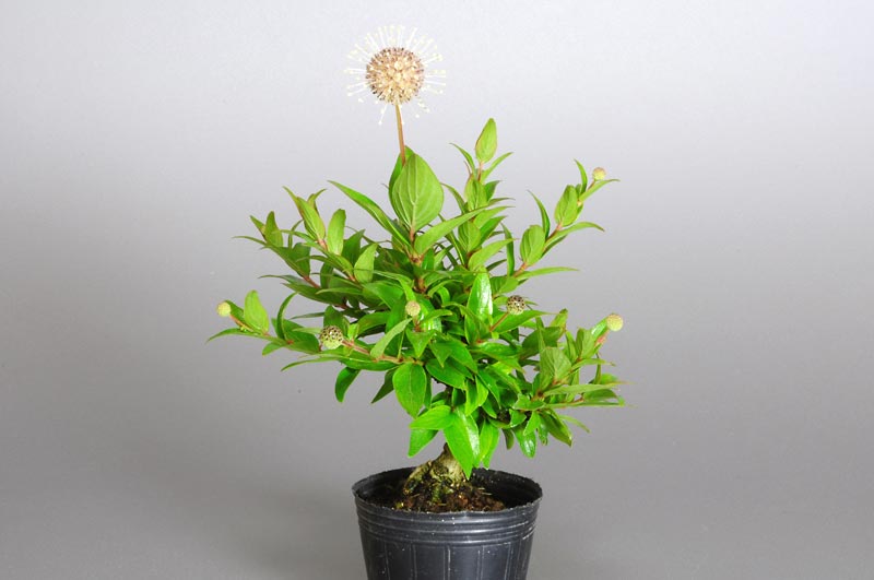 サワワタリD（さわわたり・沢渡り）花もの盆栽の販売と育て方・作り方・Adina pilulifera bonsai