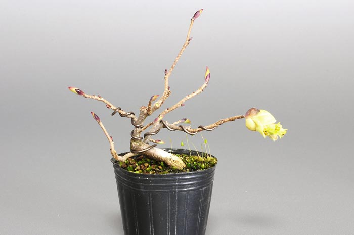 トサミズキB（とさみずき・土佐水木）花もの盆栽の販売と育て方・作り方・Corylopsis spicata bonsai photo