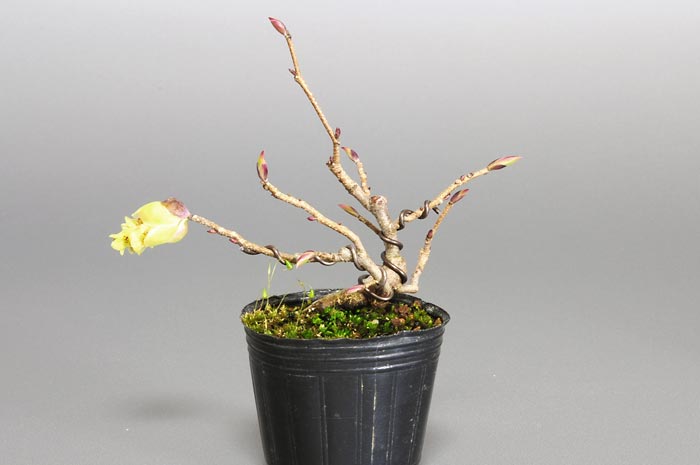 トサミズキB（とさみずき・土佐水木）花もの盆栽を裏側からみた景色・Corylopsis spicata bonsai photo