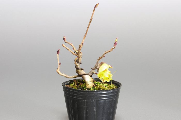 トサミズキB（とさみずき・土佐水木）花もの盆栽を右側からみた景色・Corylopsis spicata bonsai photo