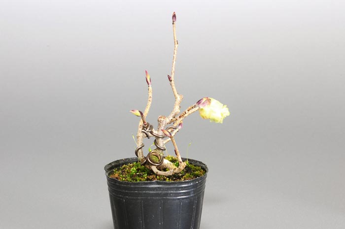 トサミズキB（とさみずき・土佐水木）花もの盆栽を左側からみた景色・Corylopsis spicata bonsai photo