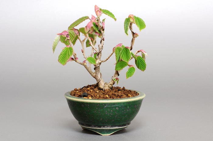 トサミズキD-1（とさみずき・土佐水木）花もの盆栽の販売と育て方・作り方・Corylopsis spicata bonsai photo