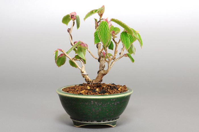 トサミズキD-1（とさみずき・土佐水木）花もの盆栽を裏側からみた景色・Corylopsis spicata bonsai photo