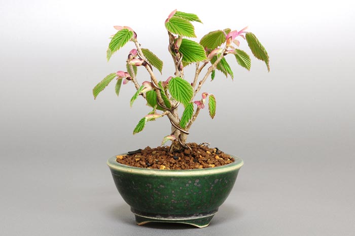 トサミズキD-1（とさみずき・土佐水木）花もの盆栽を右側からみた景色・Corylopsis spicata bonsai photo